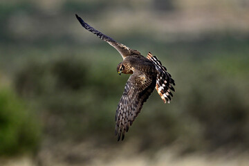 Montagu's harrier - female // Wiesenweihe - Weibchen  (Circus pygargus)