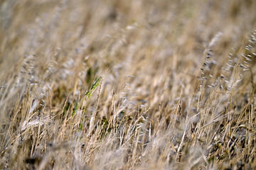 Hintergrundbild: Getreidefeld