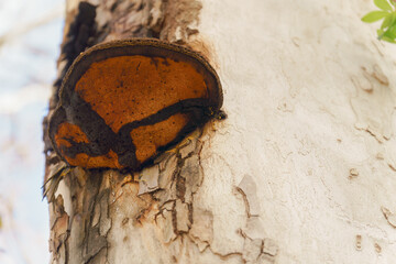 bottom view of a ganoderma lucidum mushroom on a tree trunk