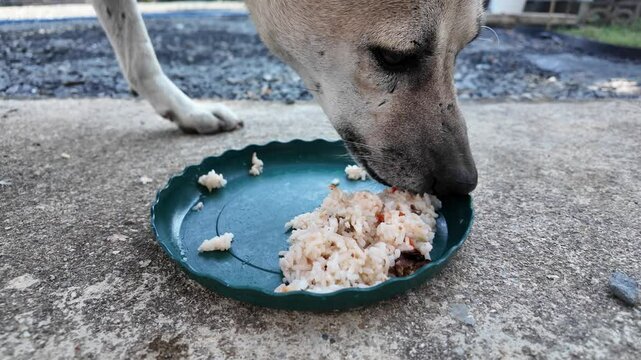 Hungry Hound: Close-up of a dog with a voracious appetite, enjoying a meal from a green plate. The focus is on the dog's face and the intensity of its hunger.  