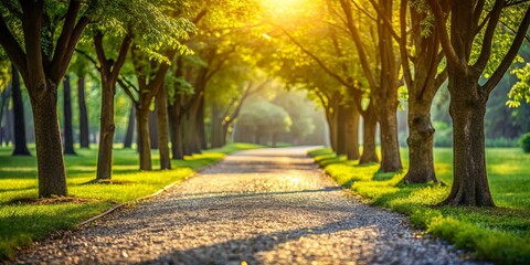 Obraz premium Golden Sunlight Illuminates a Serene Park Path Lined with Lush Green Trees