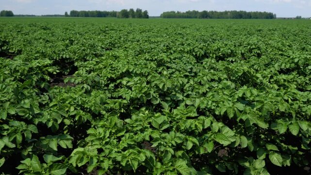 Long shot of potato leaves with inflorescence buds on it