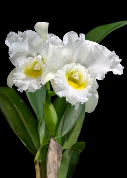 Rlc. Country Road 'Orchid library', a white hybrid cattleya orchid cultivar