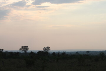 Twilight in the bushveld, South Africa