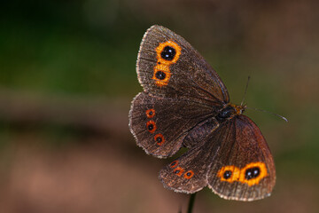 A scotch argus (Erebia aethiops) butterfly