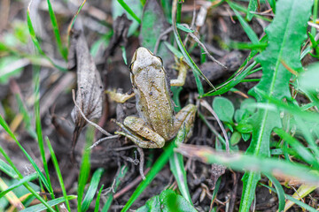 Common frog