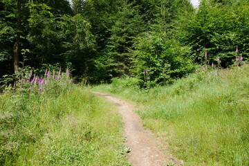 Wanderweg durch Wiese und Fichtenwald auf dem Rothaarsteig