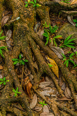Close-up of moss-covered tree roots showcasing natural texture, earthy tones, and forest biodiversity