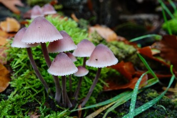 Closeup on a group of Bleeding fairy helmet Pink Mushrooms Mycena haematopus, on Moss in Forest