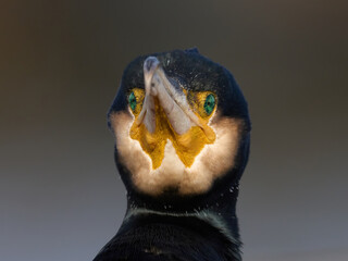 Great cormorant (Phalacrocorax carbo)