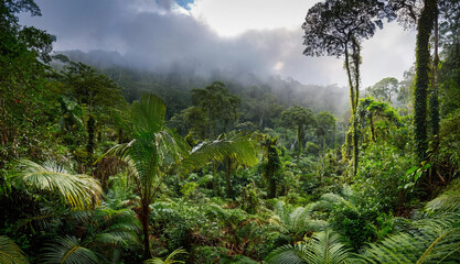 Beautiful green forest glade with ancient trees bathed in twinkling sunlight and a soft mist. Captures the serene and untouched beauty of nature, evoking peace and wonder.