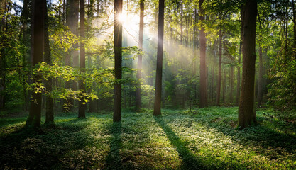 Fototapeta premium Beautiful green forest glade with ancient trees bathed in twinkling sunlight and a soft mist. Captures the serene and untouched beauty of nature, evoking peace and wonder.