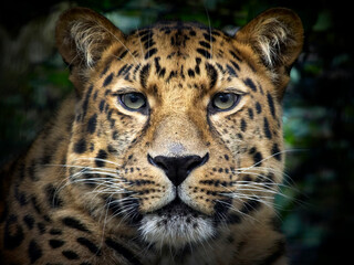 Amur leopard (Panthera pardus orientalis)