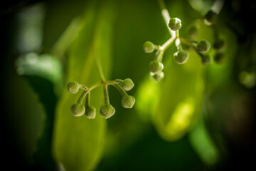 Closeup of early linden flower buds on a tree branch