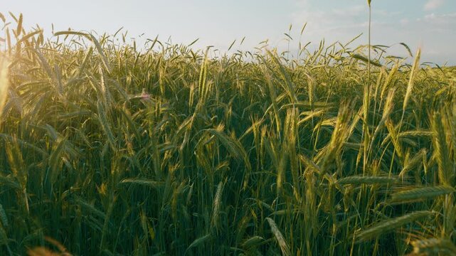 Green Wheat Field Some Spikelets Moving Slowly In Wind. Green Young Wheat Sprouts On Agricultural Field. Seedlings Of Young Shoots On Field In Spring. Gimbal Stabilize.