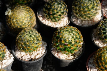 Cactus in the garden for background image