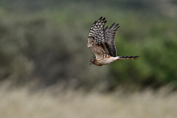 Wiesenweihe - Weibchen // Montagu's harrier - female (Circus pygargus)