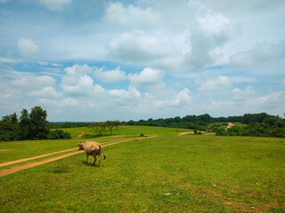 Cow Grazing on a Lush Green Field Under a Bright Sky with Scattered Clouds