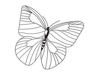 Beautiful butterfly line art in black and white, great for coloring pages, printables, and art projects. A perfect choice for kids and adults alike