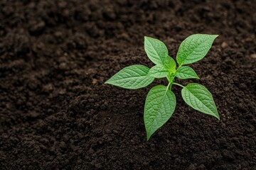 Naklejka premium Small green plant growing in fertile soil symbolizing new life