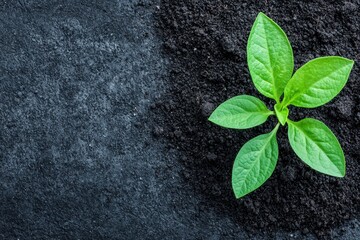 Naklejka premium Small green plant growing in fertile soil symbolizing growth and new life