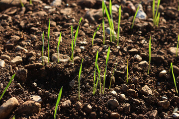 Green cereal plants growing in rows in the field on winter season against sunlight. Wheat  (triticum) field 