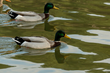 Obraz premium Ducks spend time in water