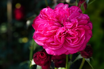 Flowers in the garden for background