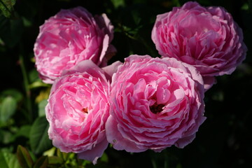 Flowers in the garden for background