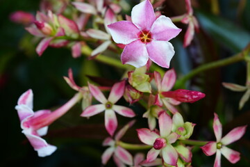 Obraz premium Flowers in the garden for background