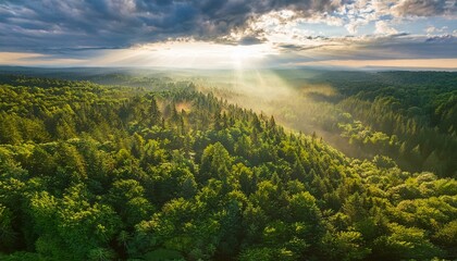 Une for&ecirc;t luxuriante vue d'en haut, avec des rayons de soleil per&ccedil;ant &agrave; travers les arbres