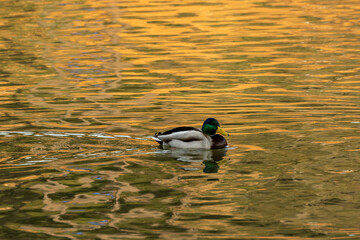The duck spend time in water