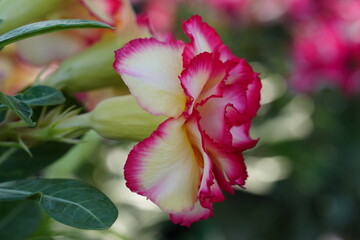 Flowers in the garden for background