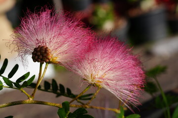 Flowers in the garden for background