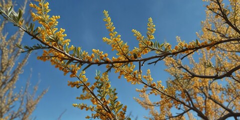 Obraz premium Against the brilliant blue of a clear sky, a single yellow sea buckthorn branch stretches out like a golden arm , greenery, branch