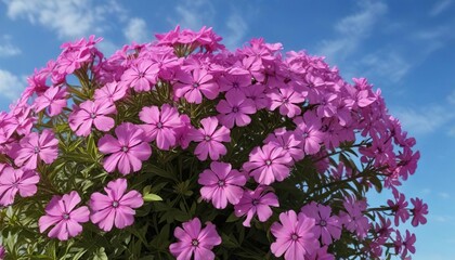 Fototapeta premium Phlox bush in full bloom against a blue summer sky, natural beauty, phlox
