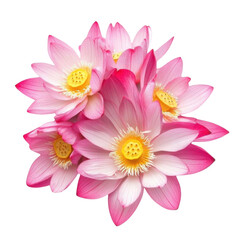 Lotus flower isolated on transparent or white background.