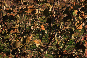 Hazel tree plantation with yellow male flowers on late autumn in the italian countryside. Corylus avellana trees on a sunny day