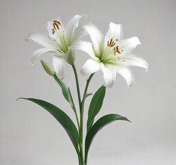 Fototapeta premium White lily stems with delicate green leaves against a minimalist white background , #nature, #delicate