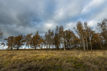 Obraz premium A field of trees with a cloudy sky in the background