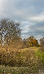 A field of trees with a road in the background