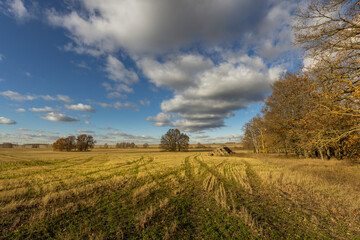 Naklejka premium A field of grass with a few trees in the background