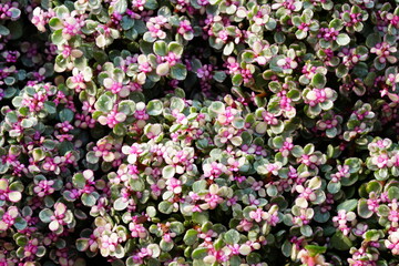 Flowers in the garden for background