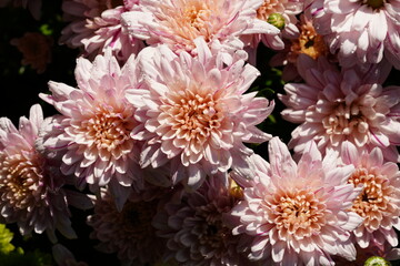Flowers in the garden for background