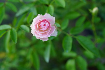 Flowers in the garden for background