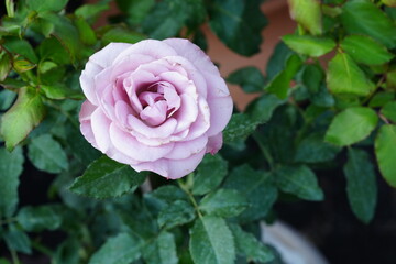Flowers in the garden for background
