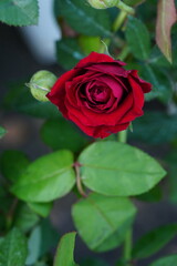 Flowers in the garden for background