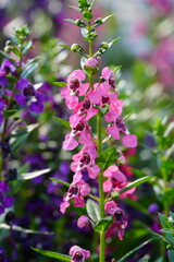 Obraz premium Flowers in the garden for background