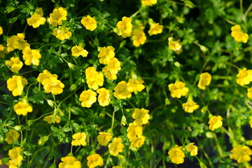 Flowers in the garden for background