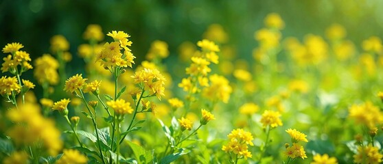 Fototapeta premium soft focus greenery with clusters of bright yellow petals on the stems, yellow petals, greenery